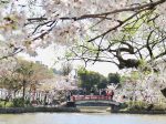 鎌倉 鶴岡八幡宮の満開の桜