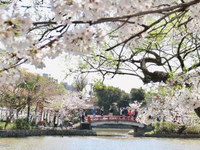 鎌倉 鶴岡八幡宮の満開の桜