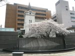 横浜海岸教会の満開の桜