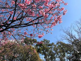 横浜公園の横浜緋桜