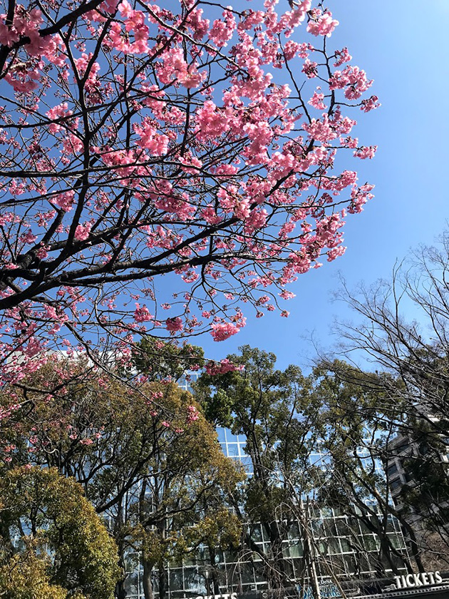 横浜公園の横浜緋桜