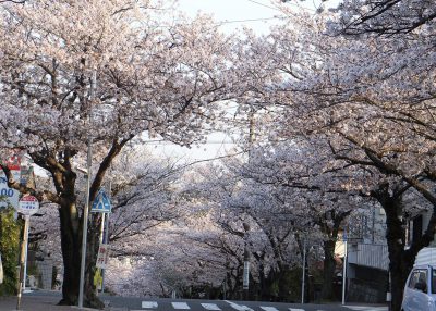 鎌倉の浄明寺から逗子に向かう閑静な住宅街逗子ハイランドの桜