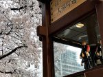 日本橋 人形町の桜