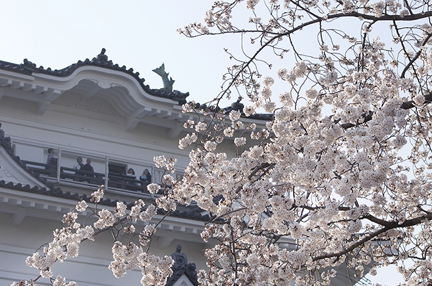 小田原城と満開の桜