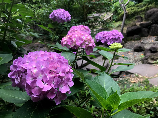 彼我庭園の紫陽花