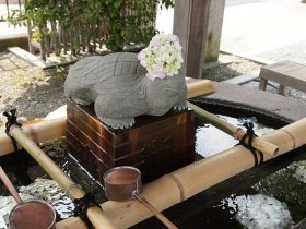 白旗神社 手水舎の「花手水」にあじさいが飾られており、なんとも風雅。