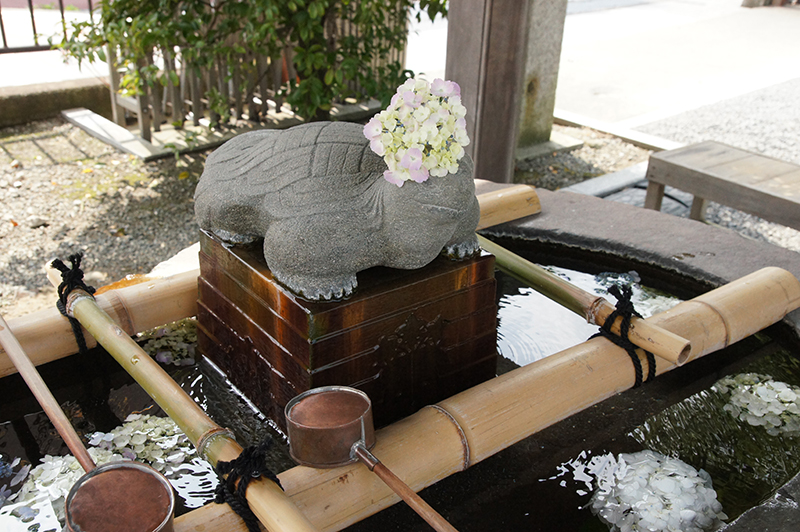 白旗神社 手水舎の「花手水」にあじさいが飾られており、なんとも風雅。