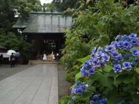 小田原 報徳二宮神社の紫陽花