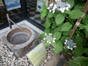 藤沢市文書館に咲くガクアジサイ