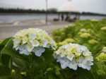 約2万株もの紫陽花が咲く県内最大級の名所、横浜・八景島シーパラダイス