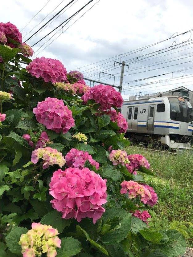 鎌倉駅 駅近く線路沿い。横須賀線とアジサイ