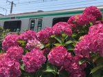 JR鎌倉駅の線路脇の色とりどりのあじさい