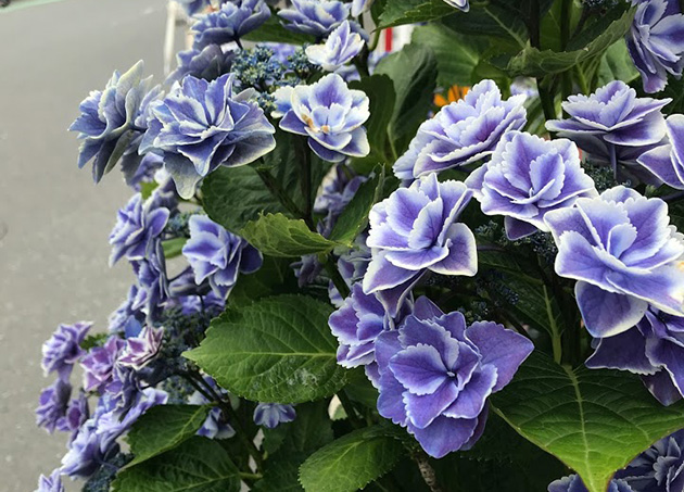 茅ヶ崎 加山雄三通りに置かれためずらしい紫陽花「銀河」