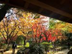 横浜公園 彼我庭園の紅葉も盛りに