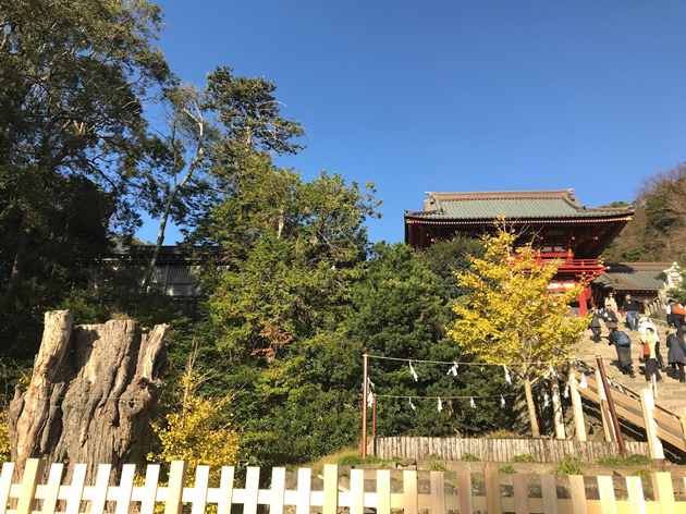 秋の鶴岡八幡宮