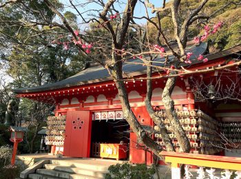 荏柄天神社 神紋に梅を用い、境内には菅原道真にちなんで多くの梅の木が植えられています