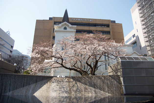 横浜海岸教会の一本桜