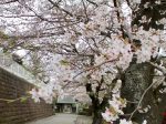 浄見寺と旧和田家住宅の桜