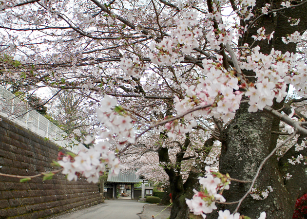 浄見寺と旧和田家住宅の桜