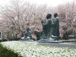 総持寺 満開の桜に降り積もる雪