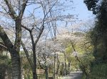 明月院の桜並木