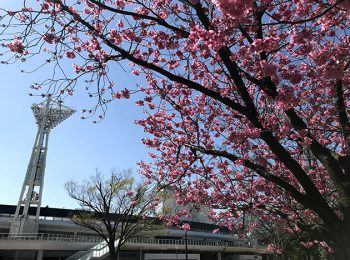 横浜公園桜