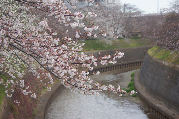 引地川 円行公園の桜