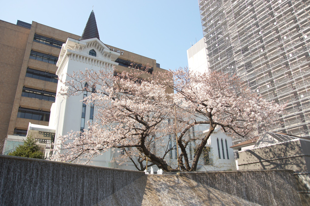 横浜海岸教会の一本桜
