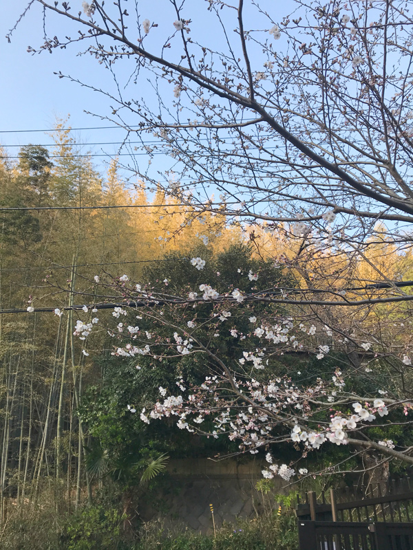 鎌倉山 夫婦池公園の桜開花情報