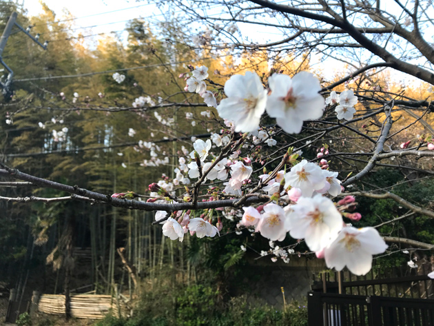 鎌倉山 夫婦池公園の桜開花情報