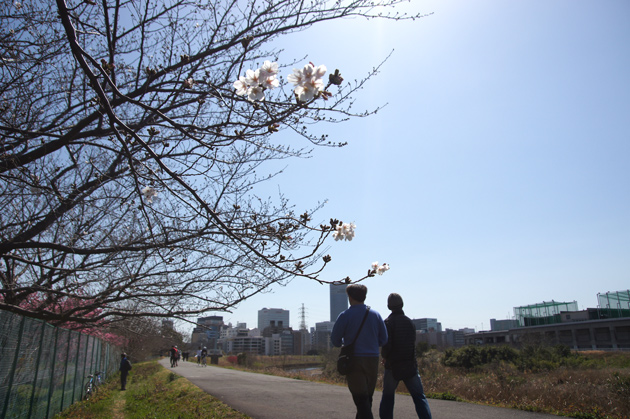 鶴見川沿い 新横浜 港北水再生センター前の桜
