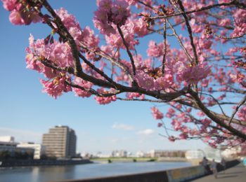 鶴見川に咲く横浜緋桜