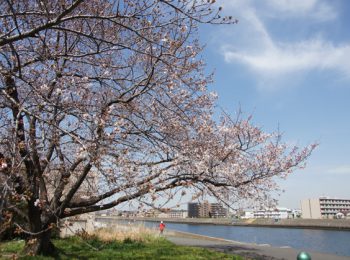 鶴見川流域の桜 開花情報