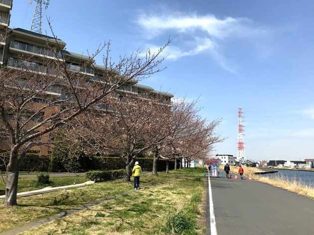 鶴見川流域の桜 開花情報