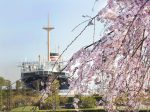 横浜 山下公園 しだれ桜と氷川丸
