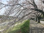 水無川沿いに約1kmにわたって続く秦野市カルチャーパークの桜並木