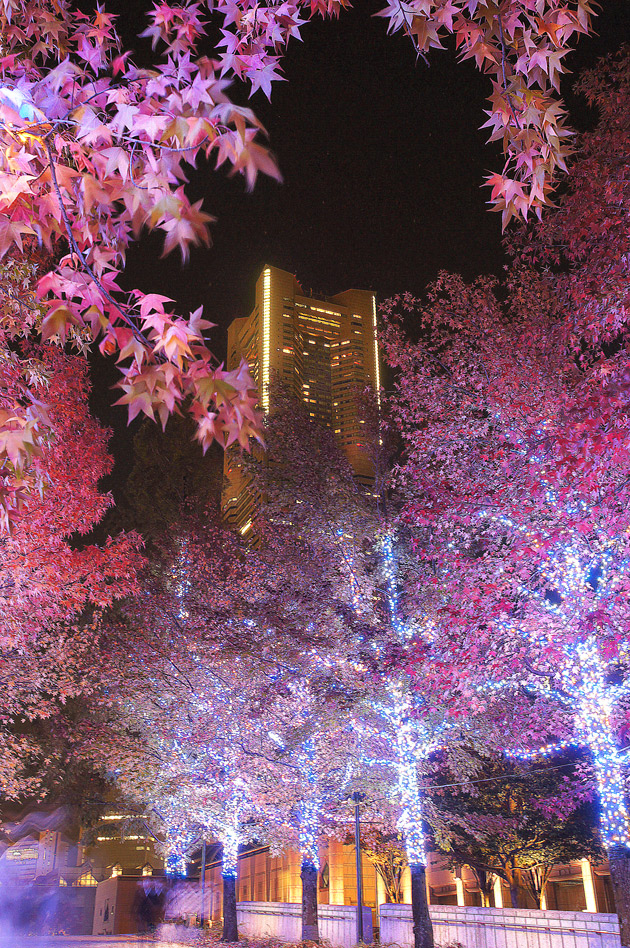 横浜 グランモール公園の紅葉とイルミネーション