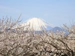 曽我梅林の富士山と梅