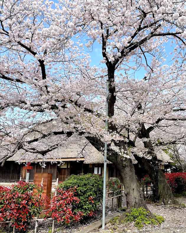 茅ヶ崎市指定重要文化財として保存される、旧和田家
