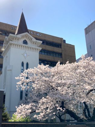 横浜海岸教会の桜