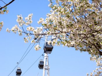 横浜 汽車道の桜