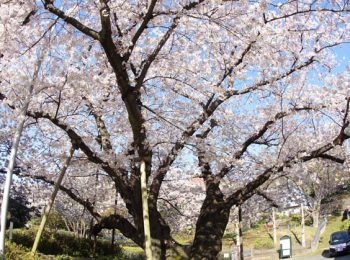 神奈川近代文学館 芸亭（うんてい）の桜