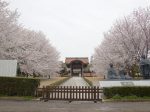 横浜市鶴見区 総持寺の桜