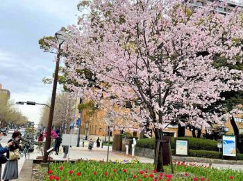 ハマスタ・横浜公園の桜とチューリップ