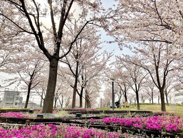 さくら広場(茅ヶ崎)建築家安藤忠雄氏の設計による美しい公園