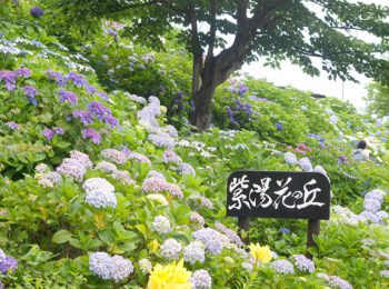 栄区 3000株の紫陽花が楽しめる「あじさいの丘」