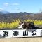 吾妻山公園と猫