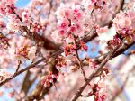 最も早咲きの桜の一種とされる「あたみ桜」