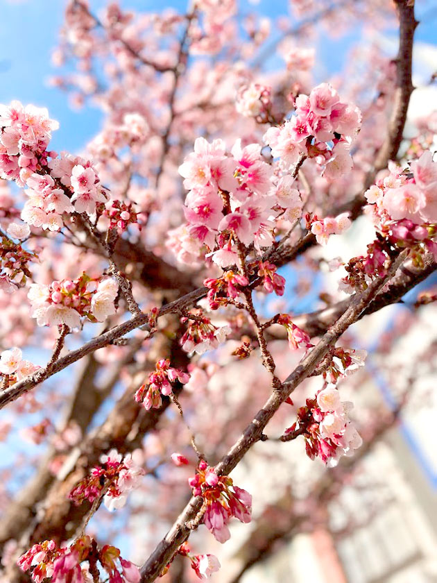 最も早咲きの桜の一種とされる「あたみ桜」