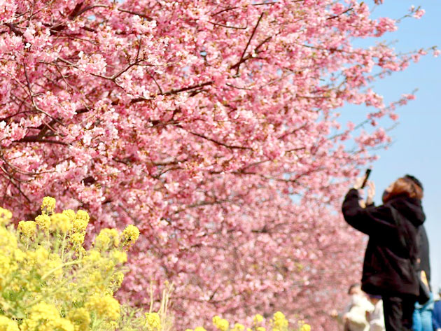 小出川沿いの河津桜と菜の花